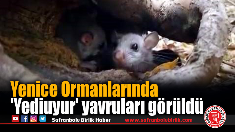Yenice Ormanlarında ‘Yediuyur’ yavruları görüldü
