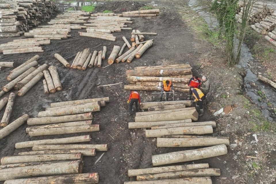 Düzce’de orman ürünü ihracatı geçen yılı geçti