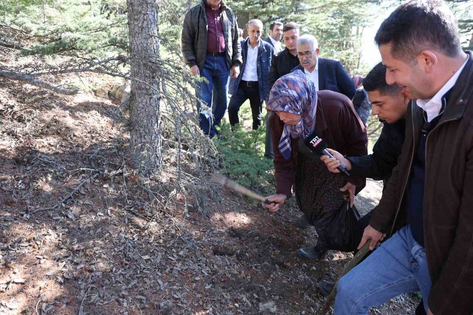 Sedir mantarının geleceği için uyarı: “Her mantar toplanmaz”