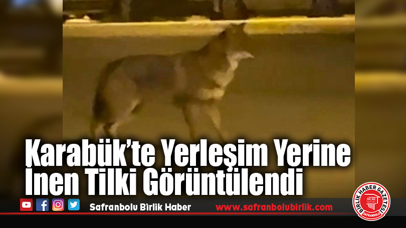Karabük’te Yerleşim Yerine İnen Tilki Görüntülendi