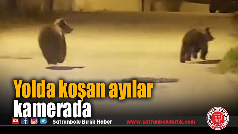Yolda koşan ayılar kamerada