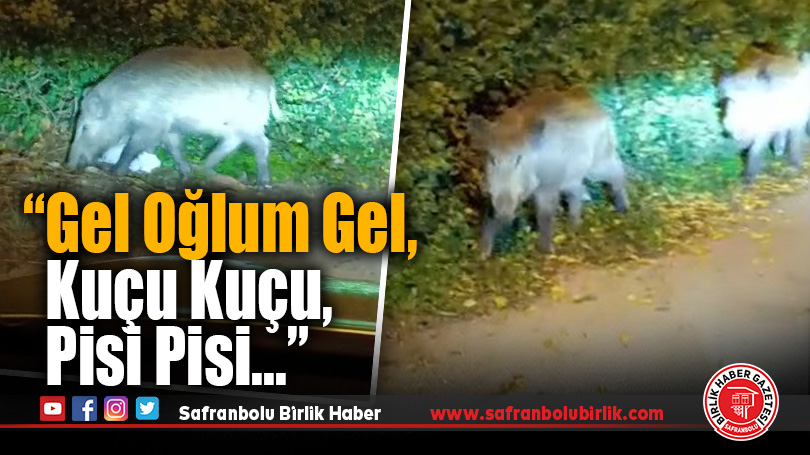 Safranbolu’da Domuz Sürüsüne ‘Kuçu Kuçu’ Diyen Vatandaş Gülümsetti