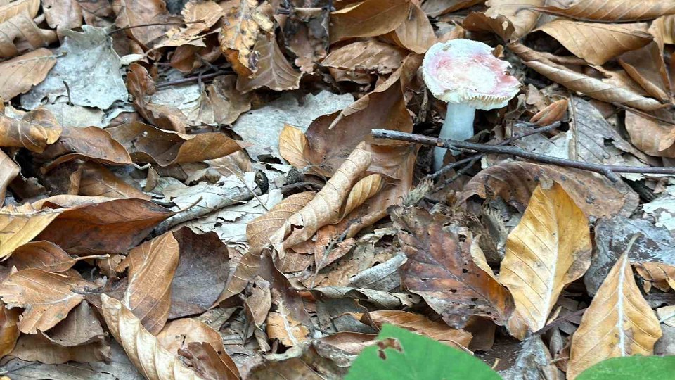 Uzmanından mantar uyarısı: “Hepsi risk içeriyor”