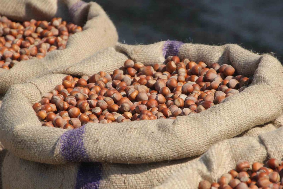 Fındık üreticilerinden Ferrero’ya “manipülasyon” tepkisi: “Amaç üreticiyi panikletip ucuza fındık almak”