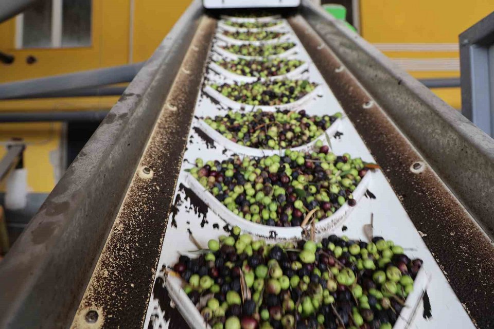 Adana’da zeytinin yağ yolculuğu başladı