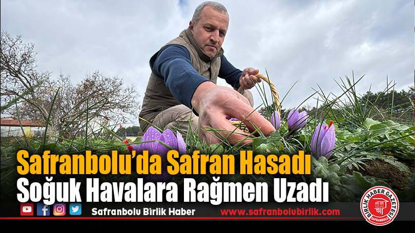 Safranbolu’da Safran Hasadı Soğuk Havalara Rağmen Uzadı