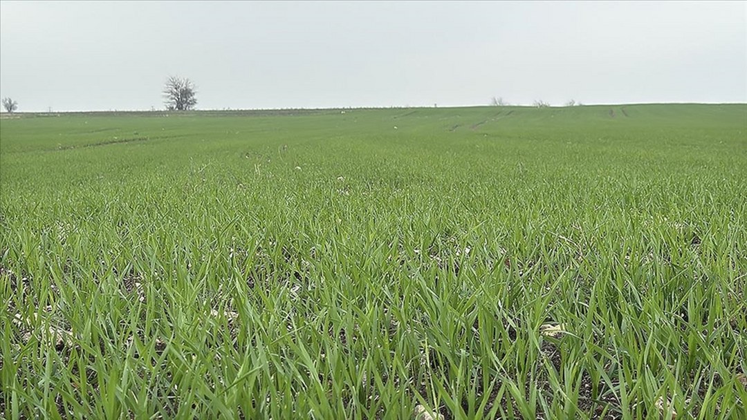 Trakya’da çiftçilerin buğday ekim mesaisi sürüyor