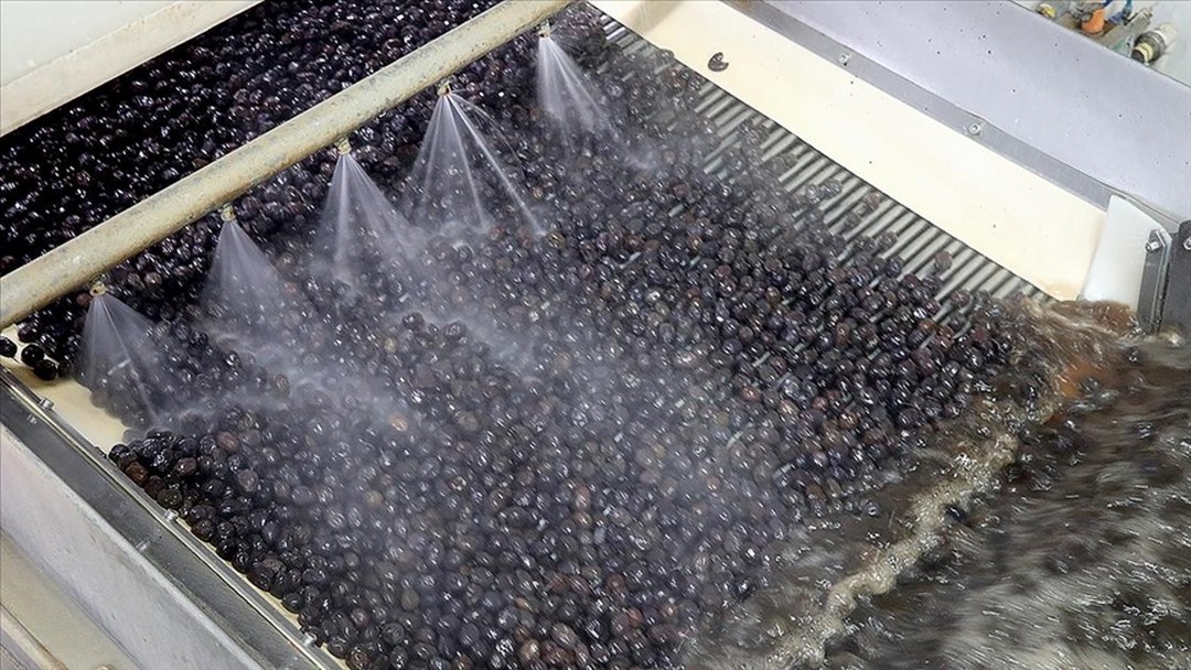 Türk zeytinini 68 ülkeye ihraç eden Marmarabirlik’in hedefi Orta Doğu pazarı