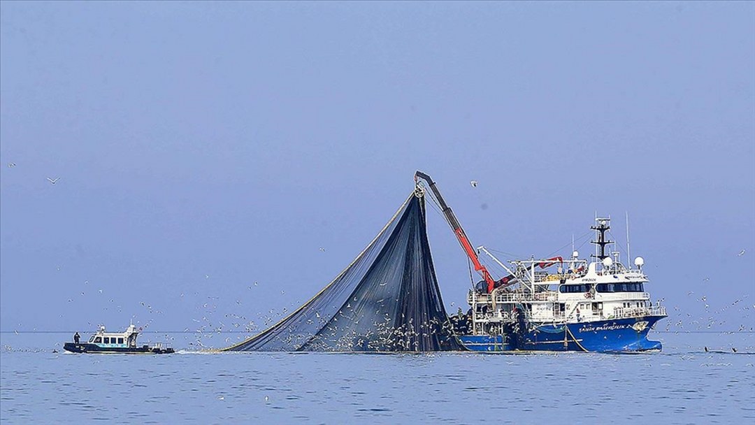 Su sıcaklığının düşmediği Karadeniz’de hamsi soğuk sulara yöneldi