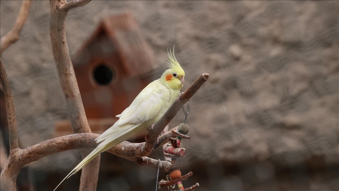 DKMP Genel Müdürlüğünden petshoplarda yaban hayvanı satışı için ruhsat şartı