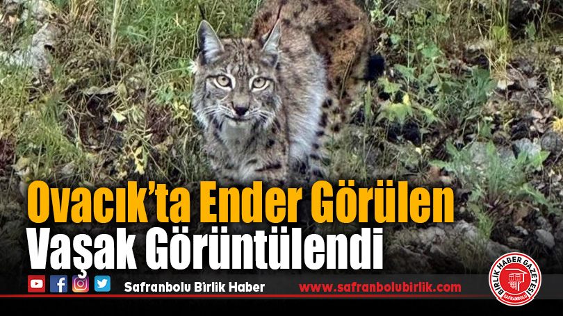 Karabük’ün Ovacık İlçesinde Nesli Tehlike Altındaki Vaşak Görüntülendi