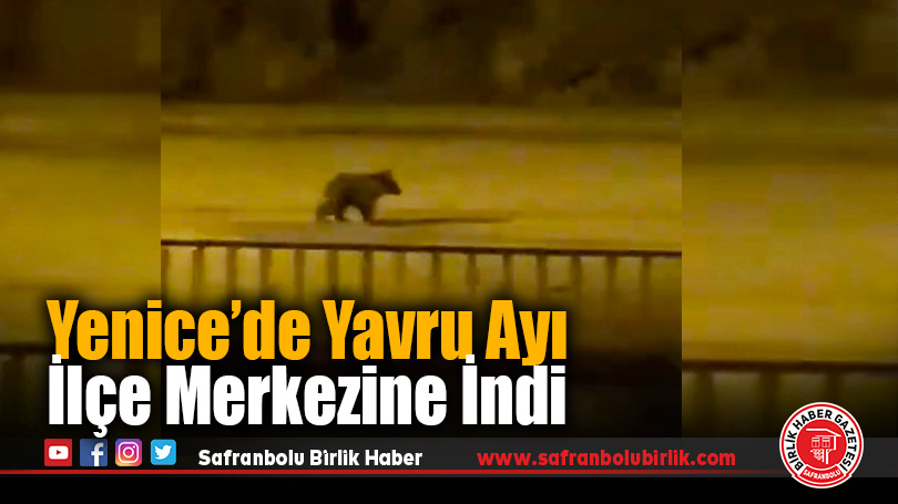 Yenice’de Yavru Ayı İlçe Merkezine İndi
