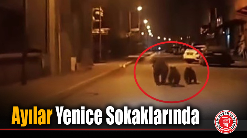 Ayılar İlçe Merkezinde Görüntülendi