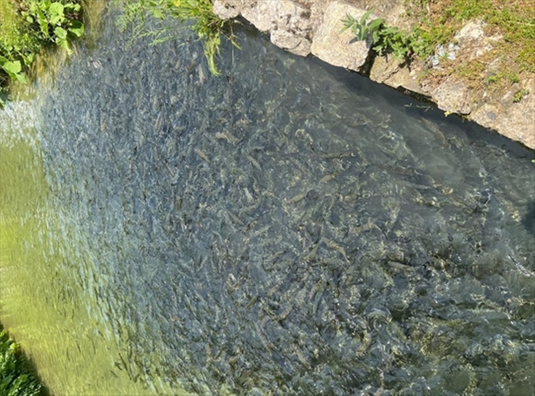 Bolu’da su ürünleri üretim tesislerinde denetimler sürüyor