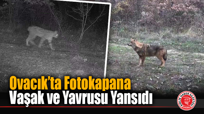 Ovacık’ta Fotokapana Vaşak ve Yavrusu Yansıdı