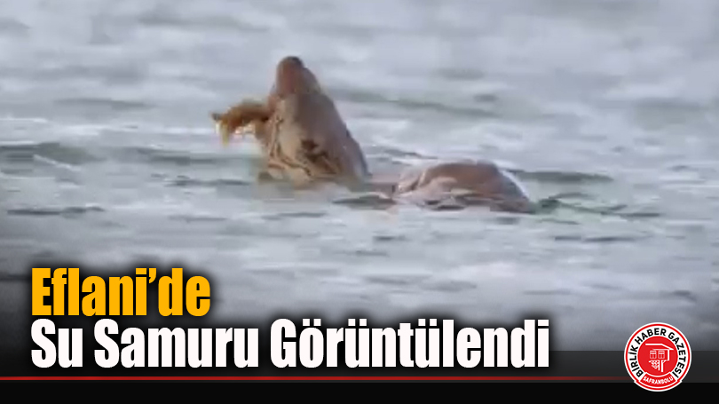 Eflani’de Su Samuru Görüntülendi