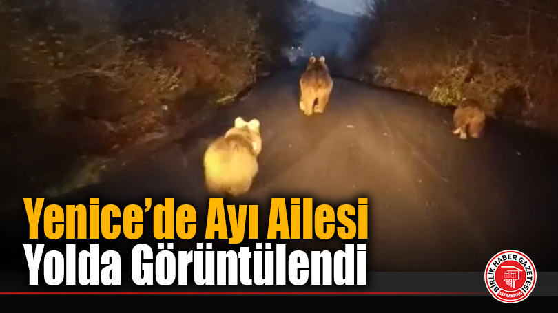 Yenice’de Ayı Ailesi Yolda Görüntülendi
