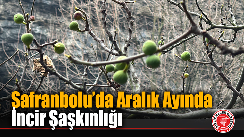 Safranbolu’da Aralık Ayında İncir Şaşkınlığı