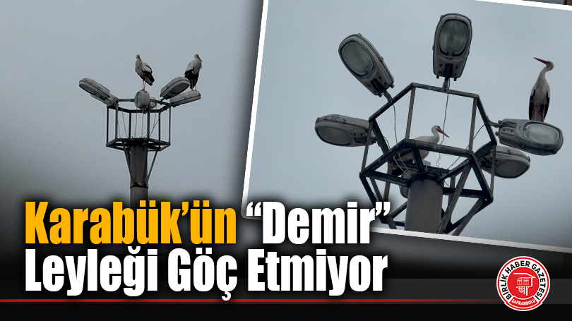 Karabük’ün “Demir” Leyleği Göç Etmiyor