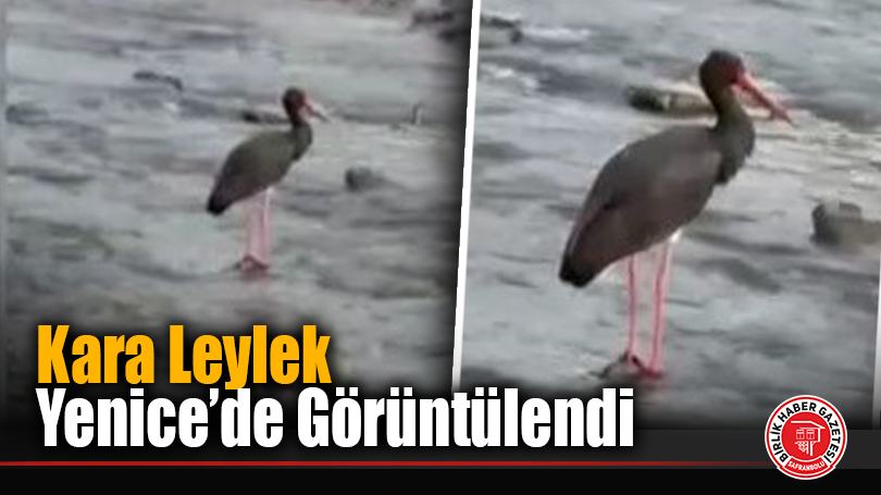 Kara Leylek Yenice’de Görüntülendi