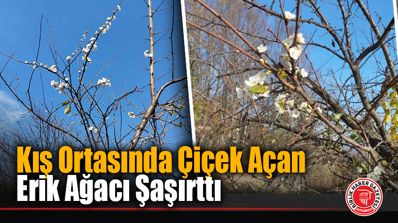 Kış Ortasında Çiçek Açan Erik Ağacı Şaşırttı