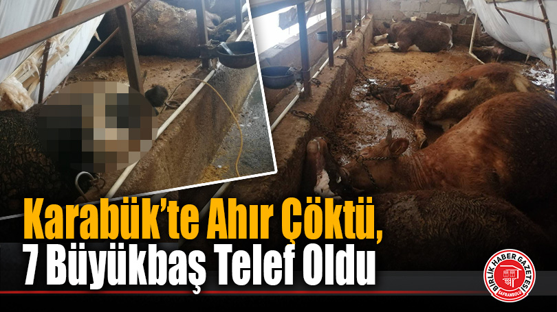 Karabük’te Ahır Çöktü, 7 Büyükbaş Telef Oldu