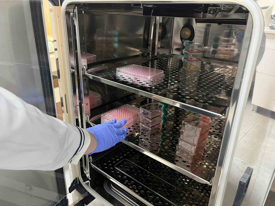 Parkinson’da bağırsak- beyin iletişimi çip üstü organ teknolojisiyle araştırılıyor