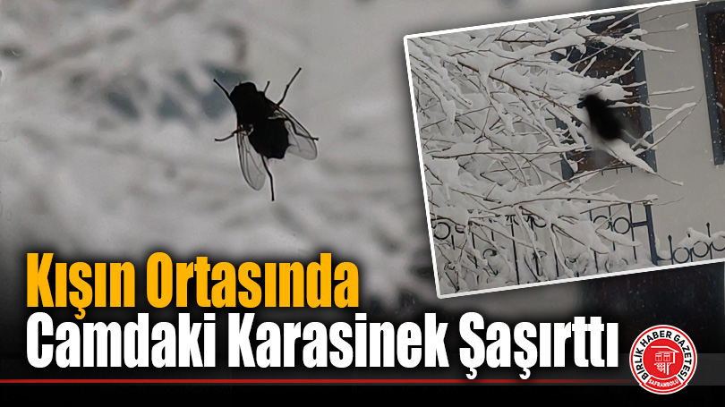 Kışın Ortasında Camdaki Karasinek Şaşırttı