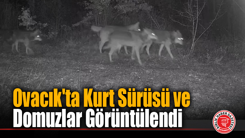 Ovacık’taki yaban hayatı kamerada