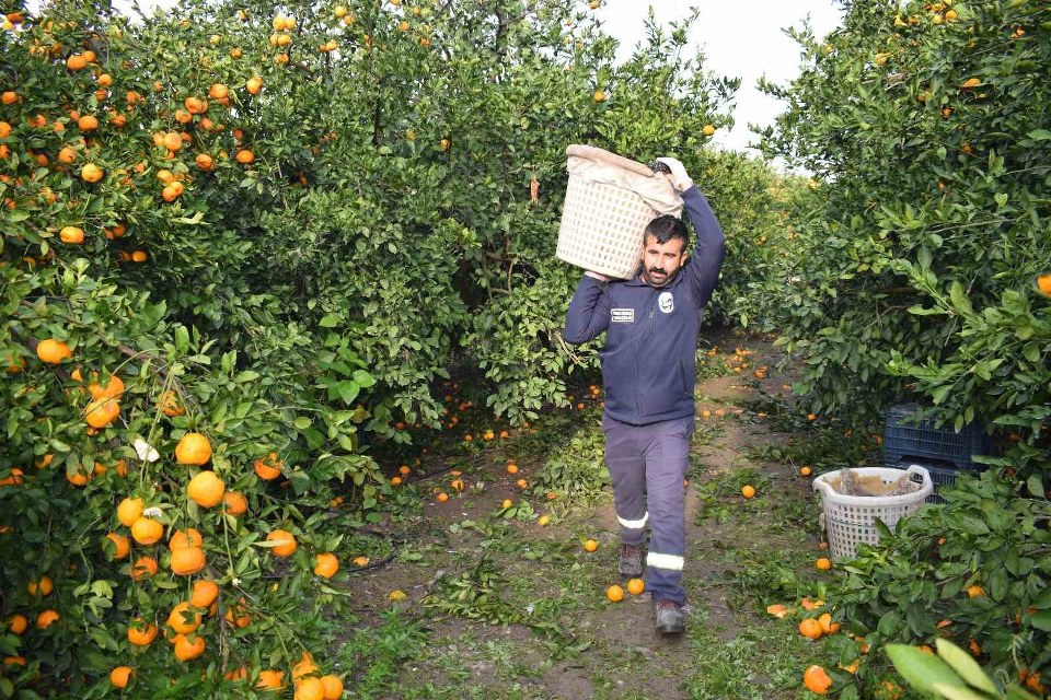Kilogram fiyatı 2 TL’ye düşünce dalda çürümeye bırakılmıştı, 320 ton ürün vatandaşlara ücretsiz dağıtıldı