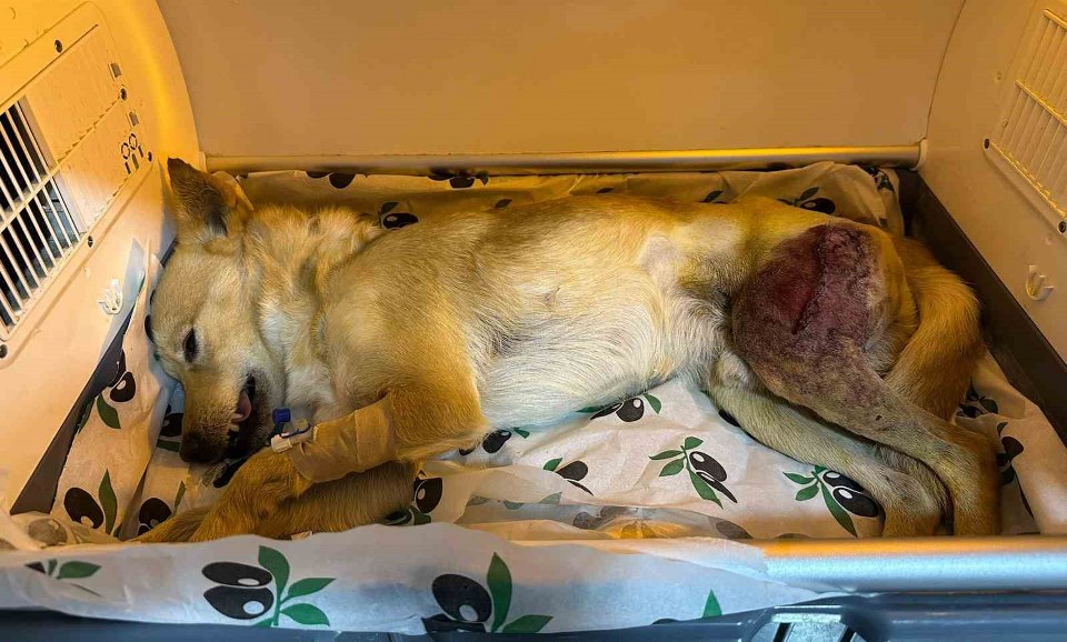 Ayağında parçalı kırık oluşan köpek 2 saatlik ameliyatla eski sağlığına kavuştu