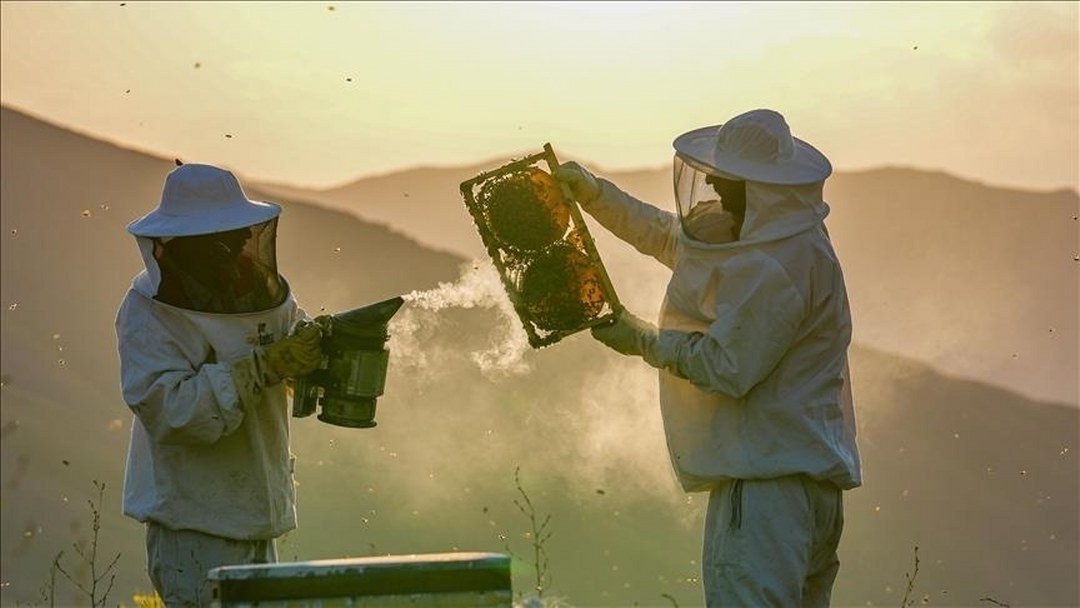 Türkiye’de kışlama döneminde arı ölümleri artıyor