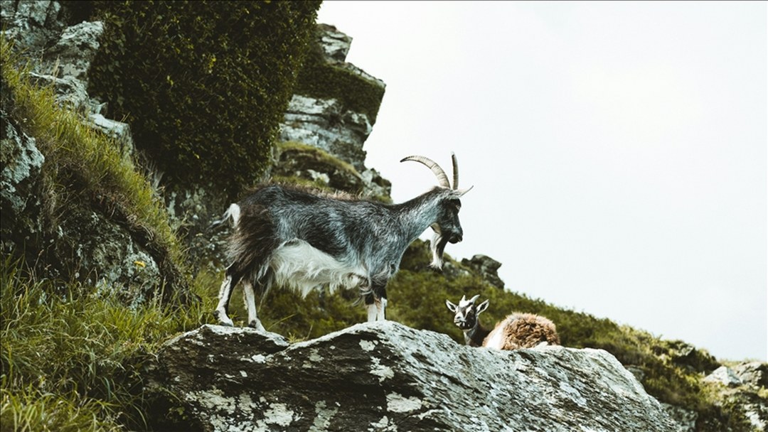 Kayseri’de yaban keçisi avlayan kişiye 953 bin 82 lira ceza uygulandı