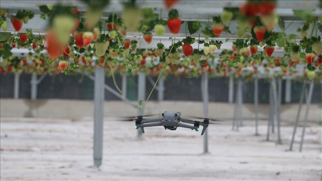 Yapay zeka destekli topraksız serada üretilen çilek 7 ülkeye ihraç edildi