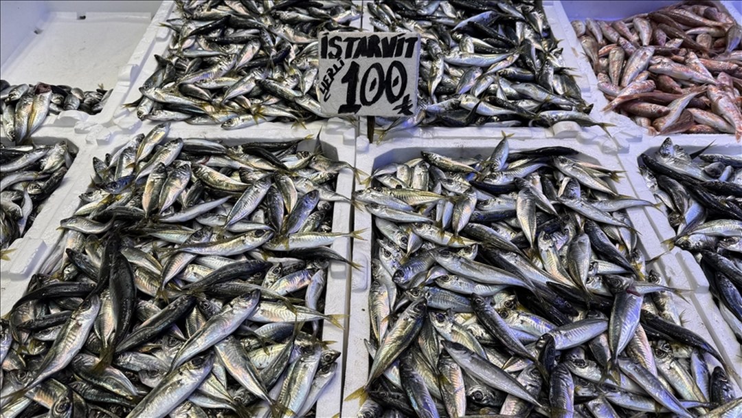 Trabzon’da hamsi ve istavrit 100 liradan satılıyor