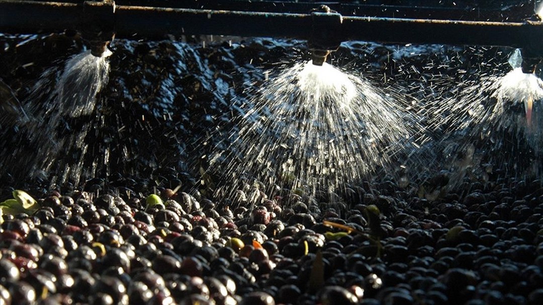 Zeytin sıkımında kullanılan su, tarıma “altın su” olarak dönecek