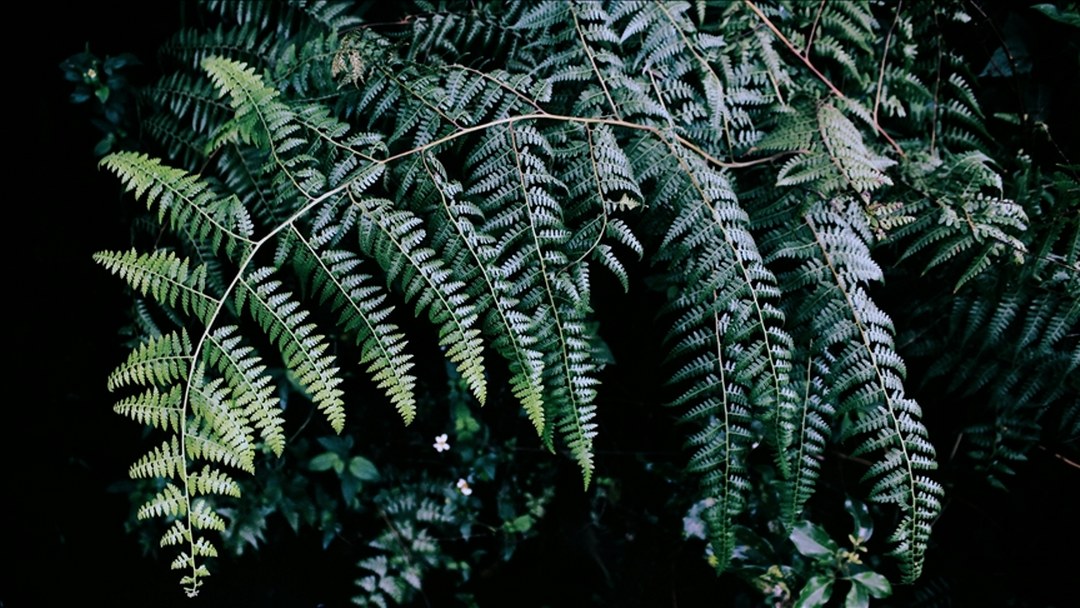 Antalya’da süs bitkileri için Organize Tarım Bölgesi kurulacak