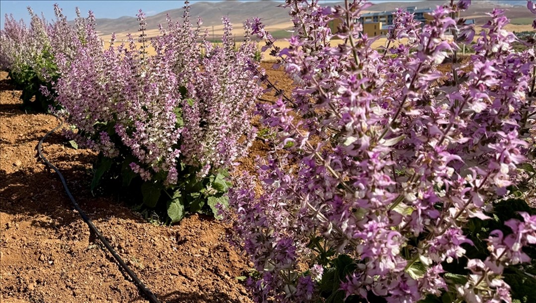 Kırşehir’de yetiştirilen 65 tür tıbbi aromatik bitkinin çiftçilere alternatif ürün olması hedefleniyor