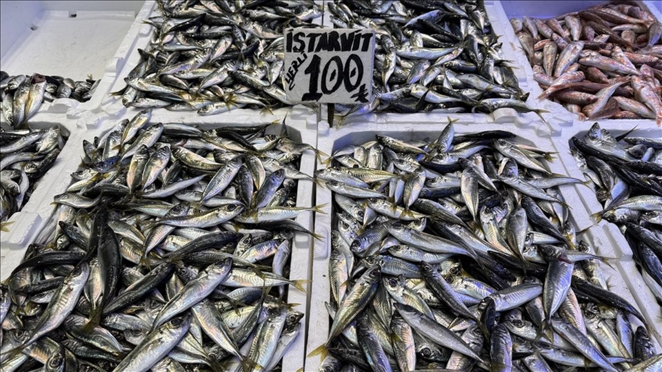 Trabzon’da hamsi ve istavrit 100 liradan satılıyor