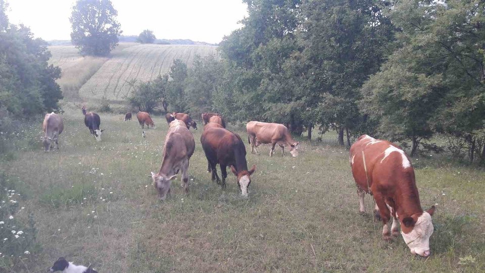 Bilecik’te şap alarmı: Hayvan giriş-çıkışları yasaklandı