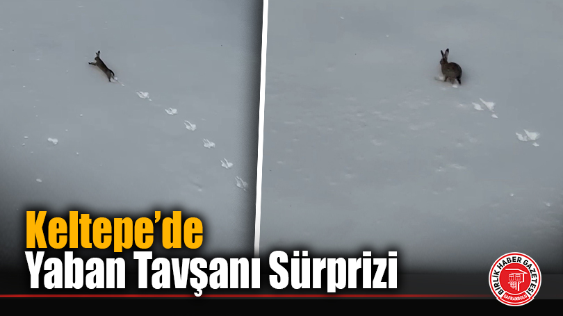 Keltepe’de Yaban Tavşanı Sürprizi