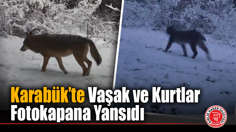 Karabük’te Vaşak ve Kurtlar Fotokapana Yansıdı