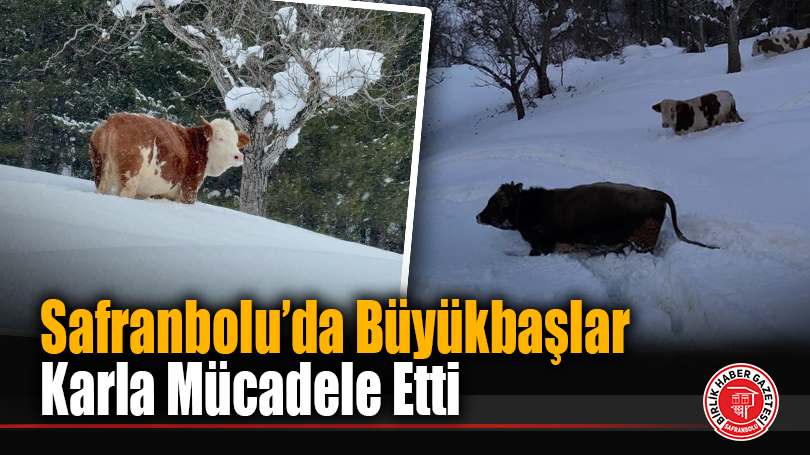 Safranbolu’da Büyükbaşlar Karla Mücadele Etti