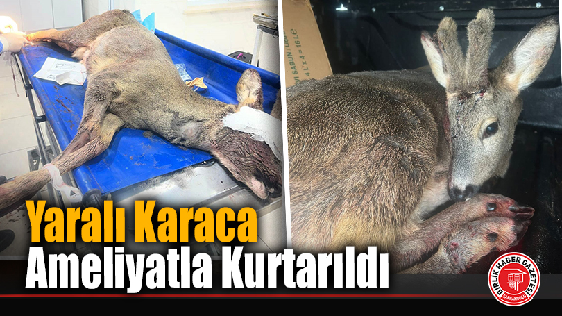 Yaralı Karaca Ameliyatla Kurtarıldı
