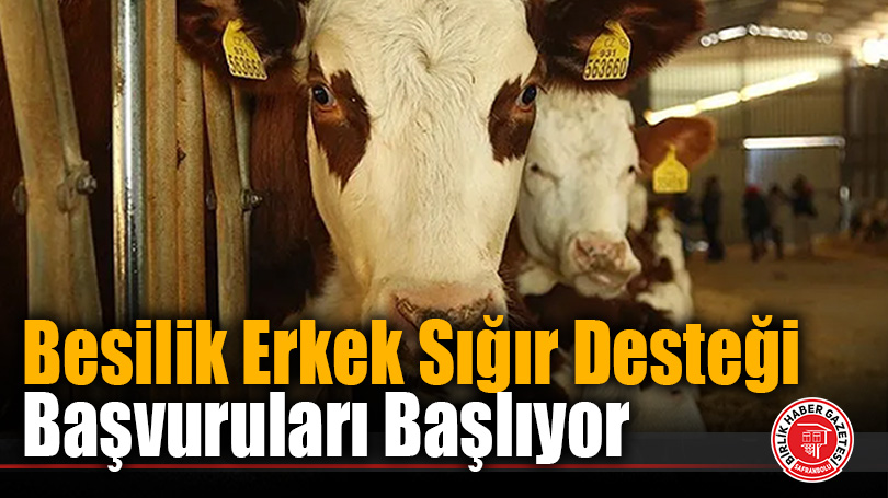 Besilik Erkek Sığır Desteği Başvuruları Başlıyor