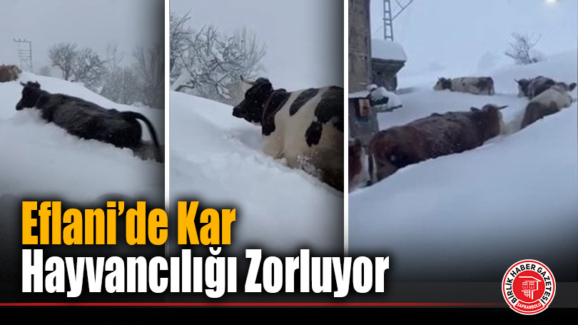 1,5 Metrelik Karda Hayatta Kalma Mücadelesi