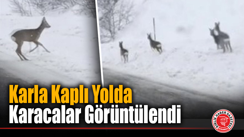 Karabük’te karacalar karlı doğada cep telefonu kamerasıyla görüntülendi
