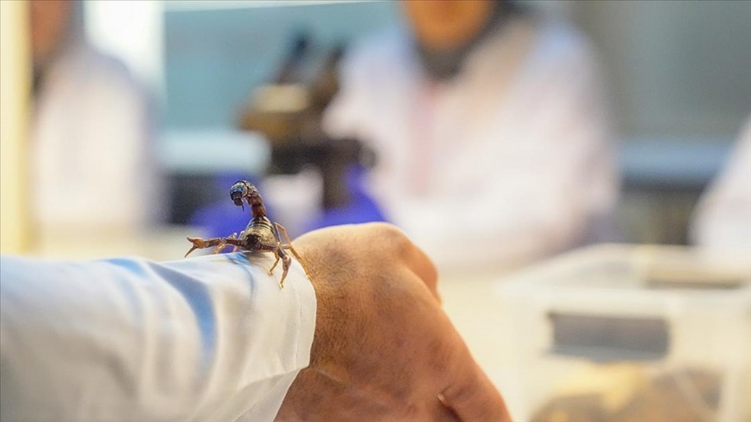 Dicle Üniversitesine hibe edilen akrepler akademik çalışmalarda kullanılacak