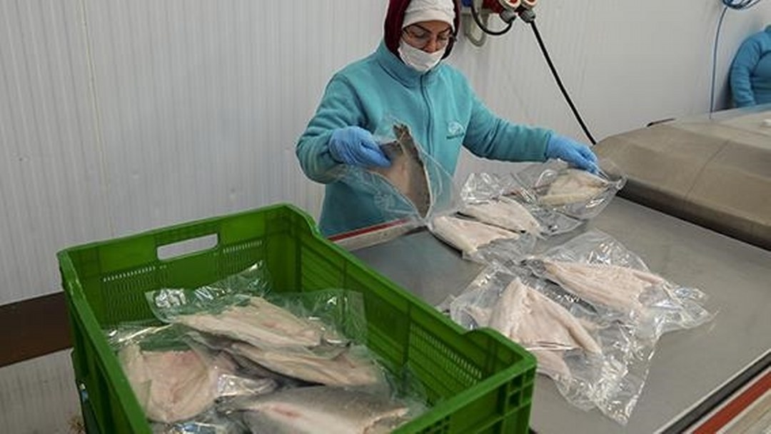 Karadeniz’in su ürünleri ihracatı geçen yıl 400 milyon doları aştı