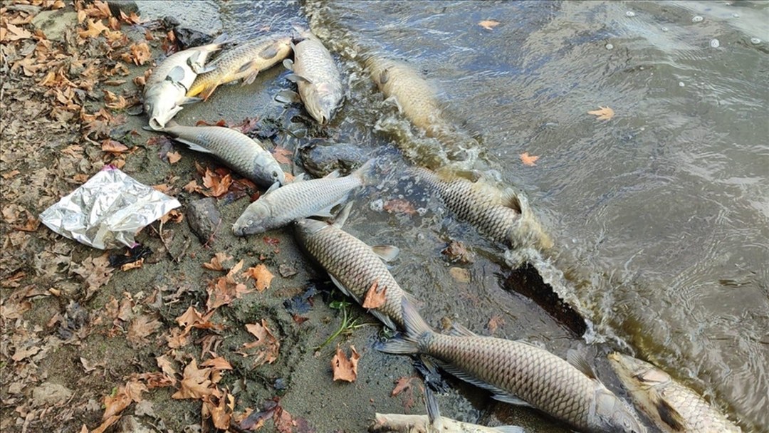 Pestisitlerin balıkların ömrünü ciddi ölçüde kısalttığı tespit edildi